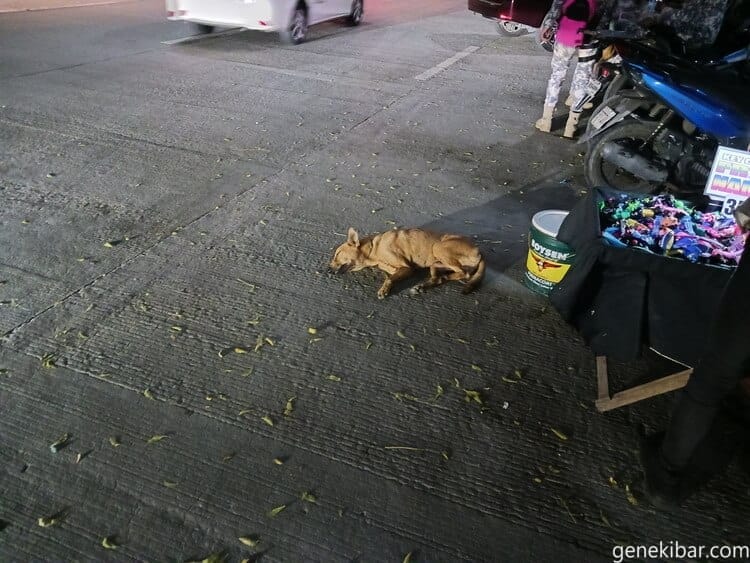 マニラの屋台にいる野犬
