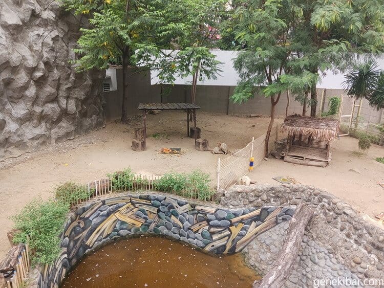 マニラ動物園の亀