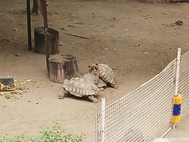 マニラ動物園の亀