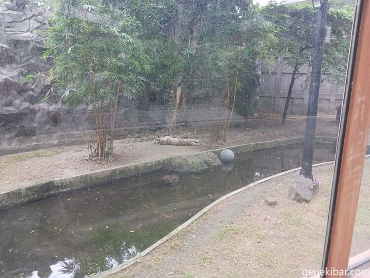 マニラ動物園トラ