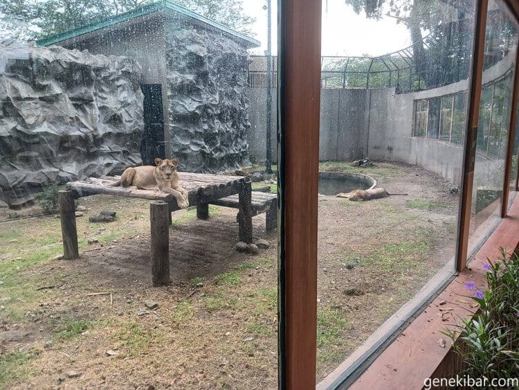 マニラ動物園のライオン