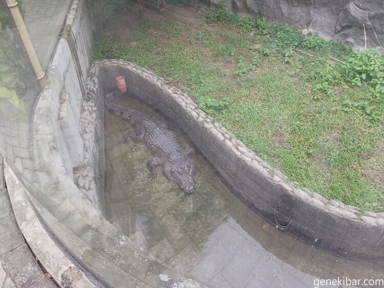マニラ動物園のワニ