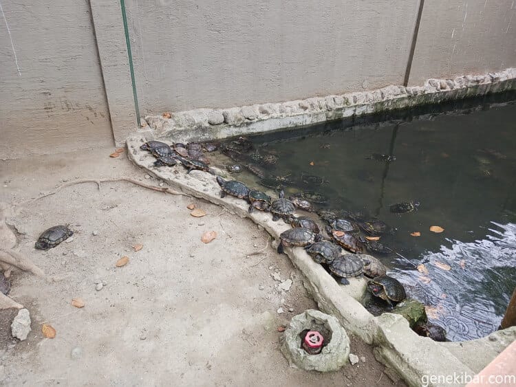 マニラ動物園の亀