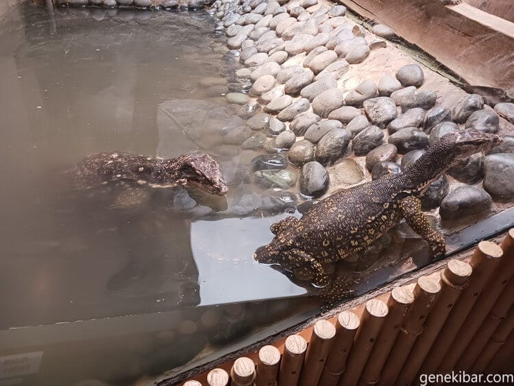 マニラ動物園のトカゲ