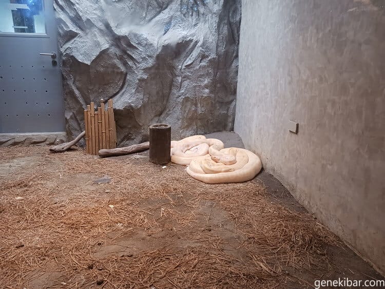 マニラ動物園の白ヘビ