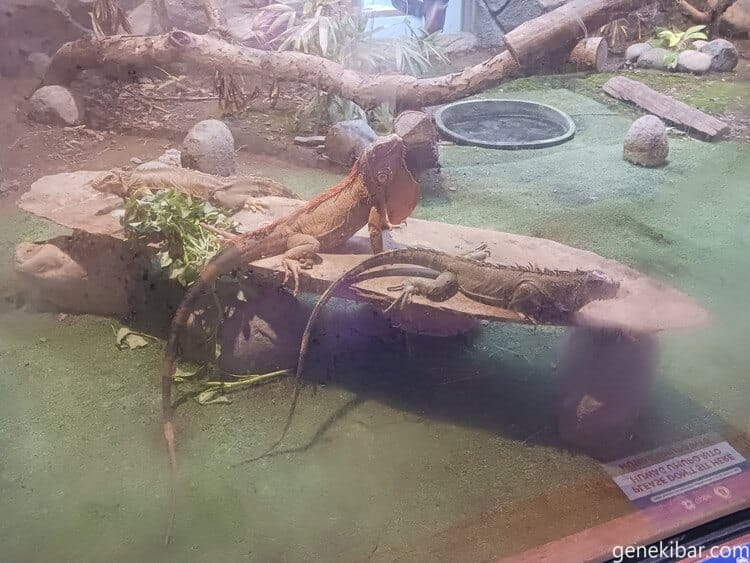 マニラ動物園のイグアナ