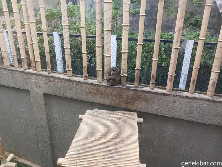 プレイグラウンドのサル