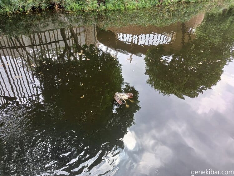 池に浮かぶ鳥の死骸