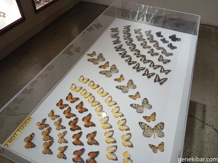 蝶々の展示スペース
