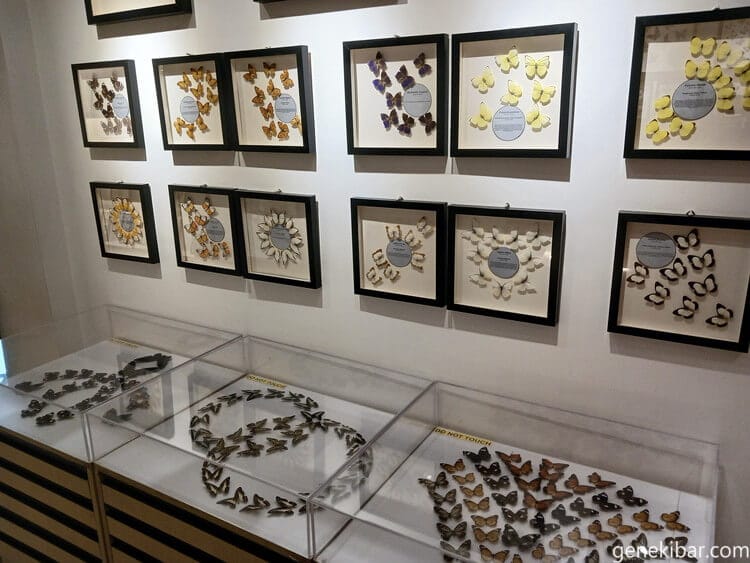 蝶々の展示スペース