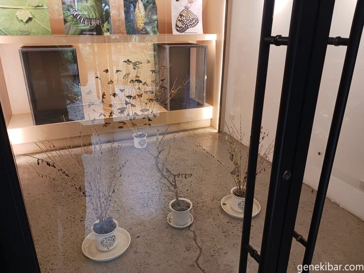 蝶々の展示スペース