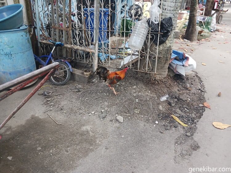 マニラ墓地の鶏