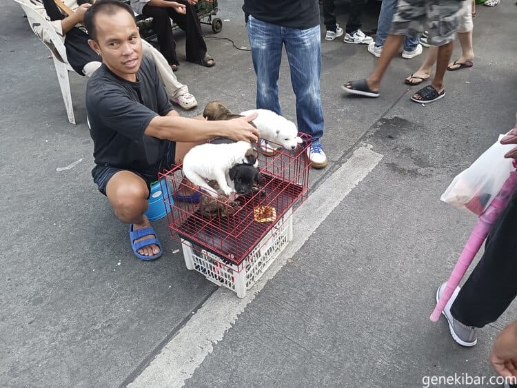 バクラランマーケットの犬