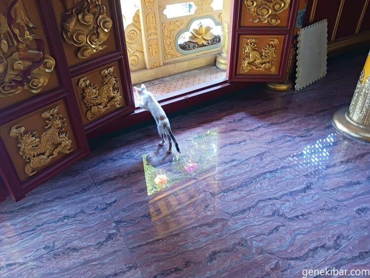 アンロン寺の猫