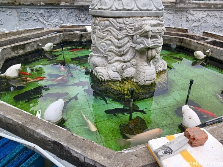 リンウン寺の鯉