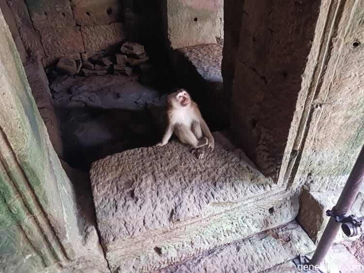 バイヨン寺院のサル