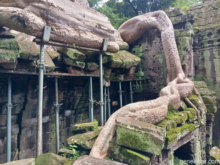 タプローム遺跡の巨木