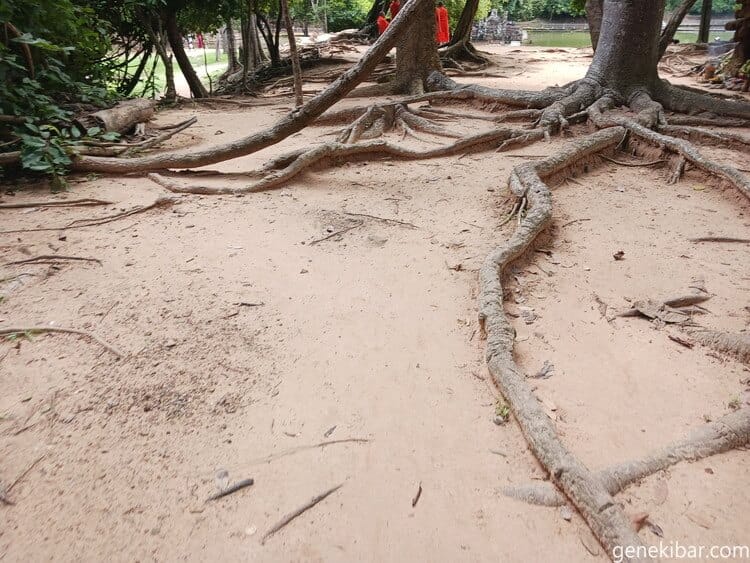ニャックポアン遺跡の木の根