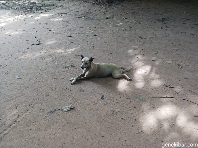 プリヤカーン遺跡の犬