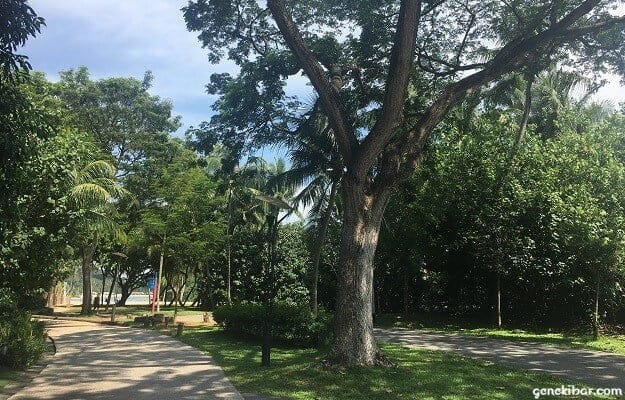 パラワンビーチ周辺の木々