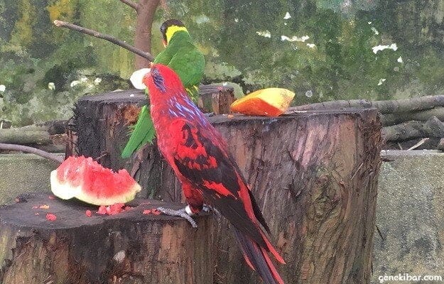 パラワンビーチの鳥がスイカを食べている