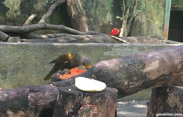 セントーサ島のスイカを食べる鳥