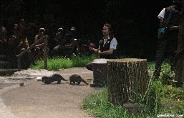 クリーチャーオブザナイトショーのカワウソ